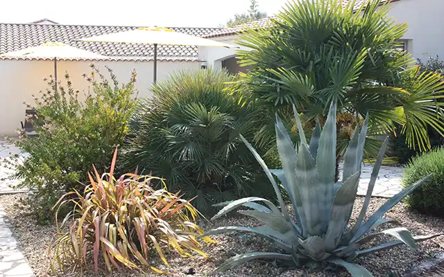 Le jardin autour de la piscine